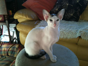 Dotty